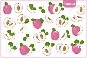 ensemble d'illustrations de dessin animé de vecteur avec des fruits exotiques icaco, des fleurs et des feuilles isolés sur fond blanc