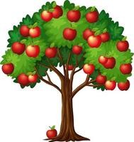 De nombreuses pommes rouges sur un arbre isolé sur fond blanc vecteur