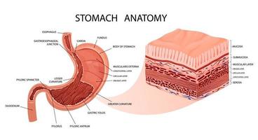 estomac anatomie. détaillé infographie avec muqueuse et muscle couches visualisation. vecteur