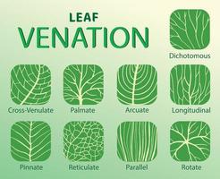 illustration de feuille nervation les types vecteur