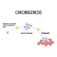 carcinogenèse le processus de cancer développement, vecteur