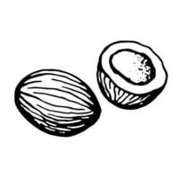 entier noix de coco et moitié. vecteur clipart