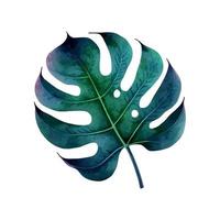 vecteur tropical feuille, monstère. aquarelle illustration exotique plante