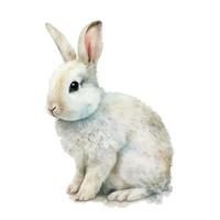 aquarelle Pâques lapin lapin sur blanc Contexte vecteur