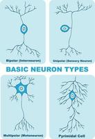 illustration de de base neurone les types vecteur