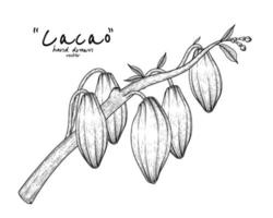 branche de cacao avec illustration de fruits dessinés à la main vecteur