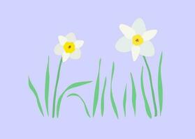 blanc jonquilles avec feuilles vecteur illustration. printemps fleurs. plat, dessin animé, main tiré style.