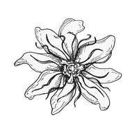 passion fleur vecteur illustration isolé sur blanc Contexte. bleu tropical plante main dessiné. passiflora conception élément pour emballage, menu, marché, à base de plantes thé, glace, autocollants, vaisselle.