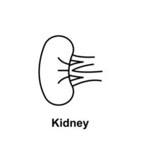 rein, organe vecteur icône illustration