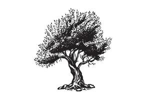 olive arbre main tiré illustrations, esquisser. vecteur