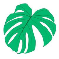 feuille de plante monstera deliciosa des forêts tropicales isolées. vecteur pour cartes de voeux, flyers, invitations, conception de sites Web