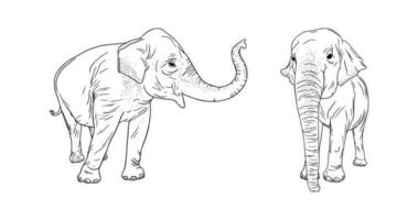 sauvage éléphants isolé sur blanc Contexte. réaliste illustration de asiatique éléphants. vecteur illustration