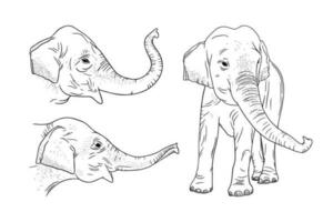 réaliste l'éléphant ensemble isolé sur blanc Contexte. gravé Indien l'éléphant pour zoo conceptions. vecteur illustration