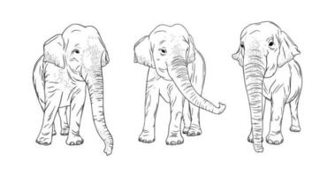 Indien éléphants isolé sur blanc Contexte. gravé Thaïlande éléphants ensemble. vecteur illustration