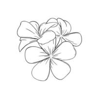 frangipanier ou plumeria tropical fleur. gravé frangipanier isolé dans blanc Contexte. vecteur illustration