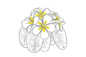 frangipanier tropical fleur avec feuilles. main tiré plumeria isolé dans blanc Contexte. vecteur illustration