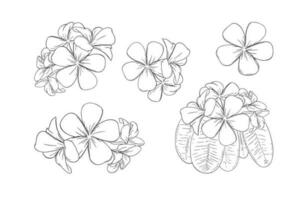 frangipanier ou plumeria exotique été fleur. gravé frangipanier ensemble isolé dans blanc Contexte. vecteur illustration