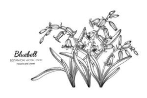 bluebell fleur et feuille illustration botanique dessinés à la main avec dessin au trait. vecteur