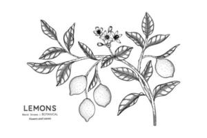 citrons fruit illustration botanique dessinée à la main avec dessin au trait. vecteur