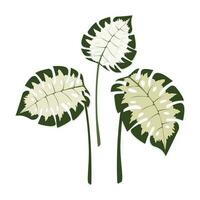 ensemble de monstera feuilles, isolé, pour décoration. vecteur