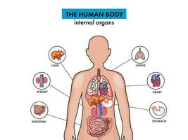 anatomie de le Humain corps interne organes sur blanc Contexte. vecteur