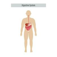 anatomie de le Humain digestif organes sur blanc Contexte. vecteur