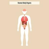 structure de Humain corps organes sur beige Contexte. vecteur