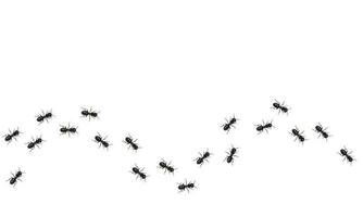 réaliste noir fourmis piste. insectes marcher dans une ondulé doubler. vecteur illustration