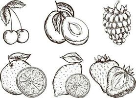 ensemble de des fruits. ensemble de main tiré des fruits. vecteur illustration isolé sur blanc Contexte.