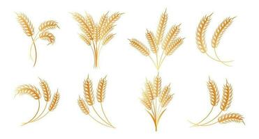 ensemble de logos d'épillets de blé, seigle, orge, design doré. éléments de décor, icônes, vecteur