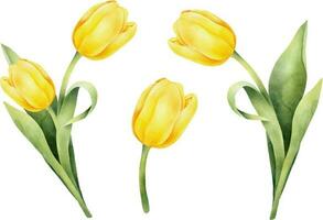 ensemble de Jaune aquarelle tulipes avec vert feuille. main tiré aquarelle illustration vecteur