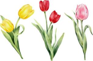 ensemble de aquarelle tulipes avec vert feuille. main tiré aquarelle illustration vecteur
