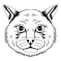 chat faucon illustration vecteur