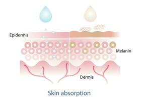 le mécanisme de nutritif absorption peau couche et ne pas absorber peau couche vecteur sur blanc Contexte.