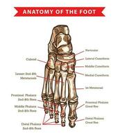 Humain pied des os anatomie vecteur esquisser