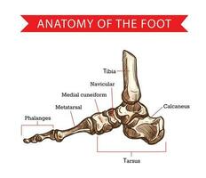 pied os, esquisser de Humain anatomie vecteur