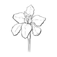 iris fleur contour main dessiné, contour. isolé. vecteur