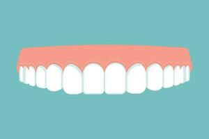 les dents avec gencive, mâchoire isolé. oral, dentaire, stomatologie concept. vecteur illustration