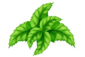 ensemble menthe, menthe poivrée feuilles, menthol herbe dans dessin animé style isolé sur blanc Contexte. vecteur illustration