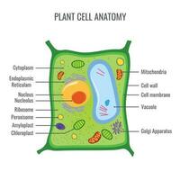 plante cellule anatomie vecteur illustration