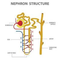 scientifique conception de néphron structure dans un rein vecteur illustration