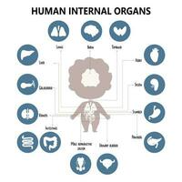 anatomie Humain corps. infographie avec visuel schème interne Masculin organes, Icônes, des noms et Emplacements. vecteur illustration. éducatif médical graphique affiche. des gamins collection.