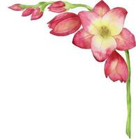 illustration à l'aquarelle d'un freesia rouge, bouquet, branche avec bourgeons. .illustration pour cartes de vœux, invitations et autres projets d'impression. vecteur