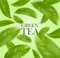 vert thé feuilles réaliste à base de plantes Contexte vecteur