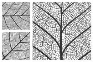 feuille texture modèle arrière-plan, plante cellules veines vecteur