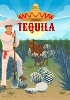 Tequila production, agave croissance et récolte vecteur