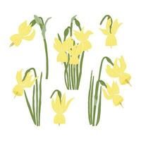 ensemble de narcisse triandre fleurs dans couleur. jonquilles fleur collection vecteur