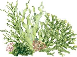 composition de vert mer les plantes aquarelle illustration isolé sur blanche. laminaire, mer salade, ulve, dulse main dessiné. conception élément pour emballer, étiqueter, publicité, emballage, Marin collection vecteur