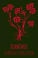 vecteur illustration de champ œillet. main tiré botanique illustration de dianthus campestri.