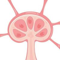 lymphe nœud vecteur illustration présentation modèle graphique
